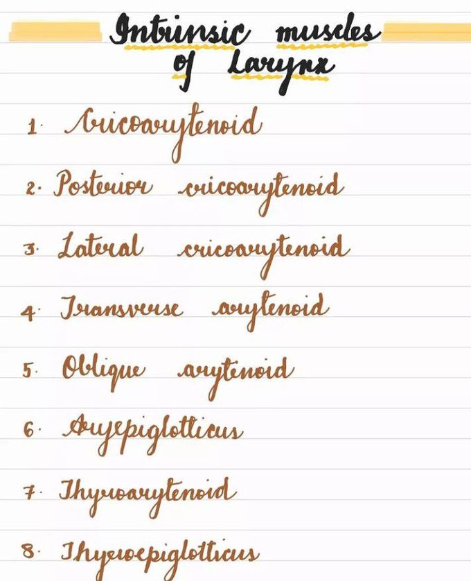 Intrinsic Muscles Of Larynx Medizzy