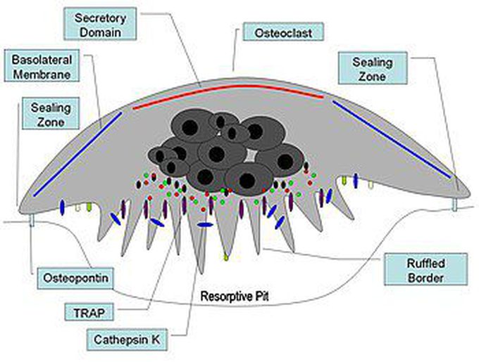 Osteoclasts - MEDizzy