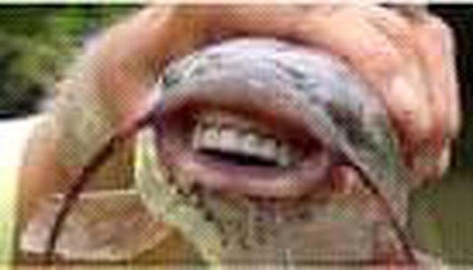 This fish Haven teeth like human being teeth!!