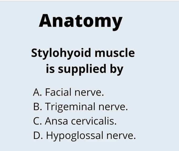 Stylohyoid muscle