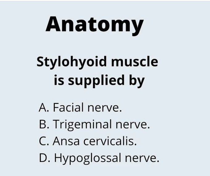stylohyoid muscle