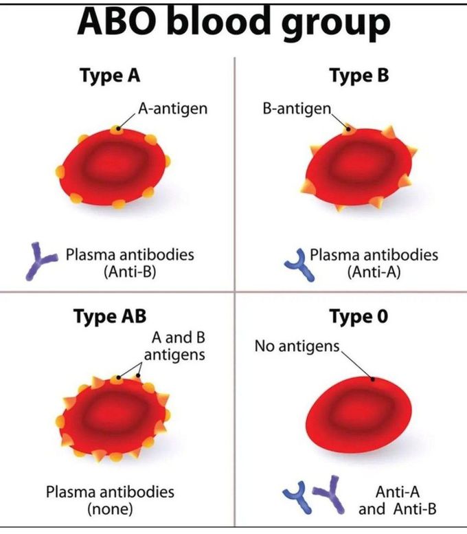 ABO Blood Group