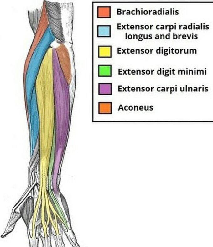 Anatomy of the Forarm