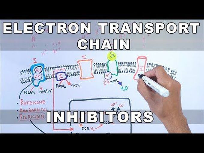 Electron Transport Chain Inhibitors