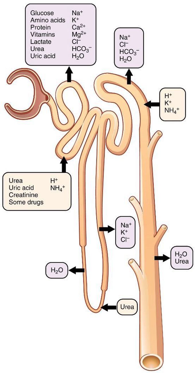 Nephrology