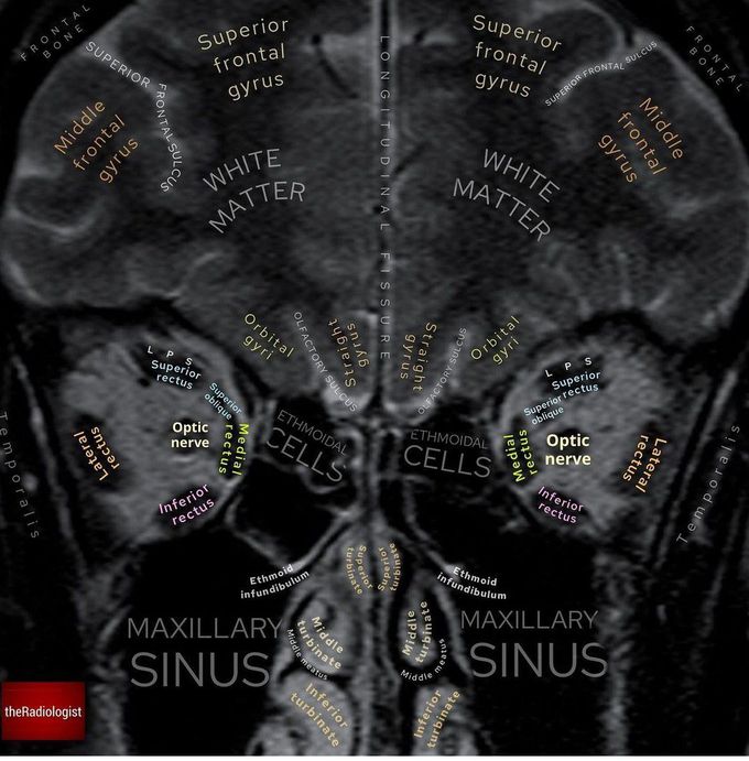 Orbital Muscle Anatomy