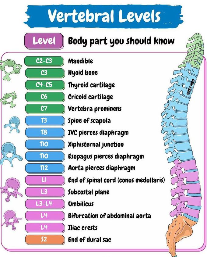 Vertebral Levels