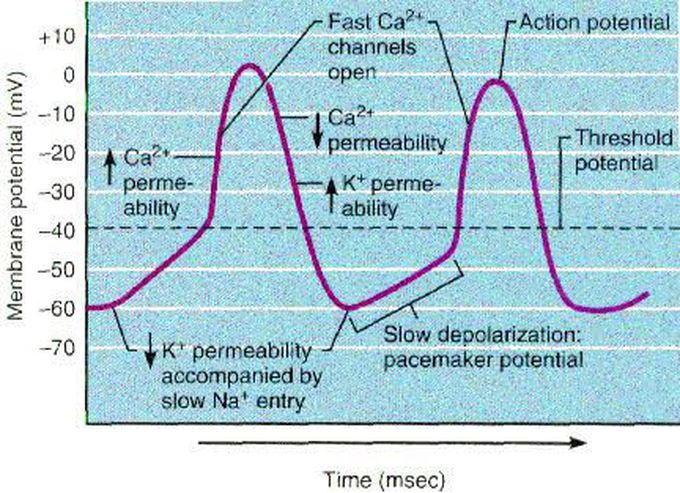 SA node Action Potential