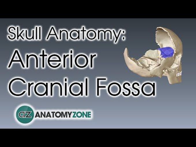 Anterior cranial fossa: Boundaries and Contents