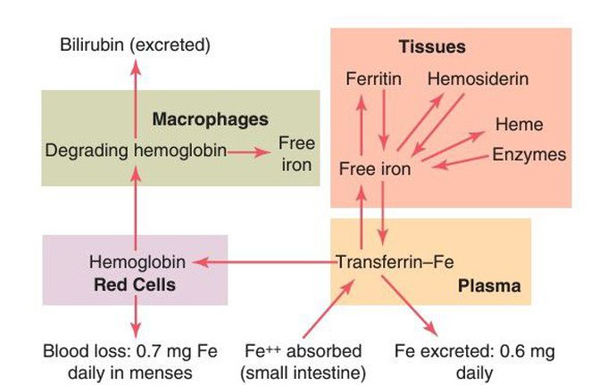 Iron metabolism