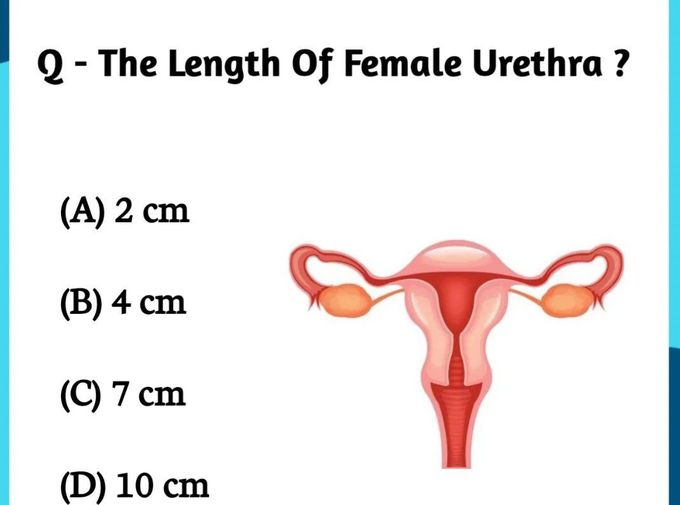 The Length of Female Urethra
