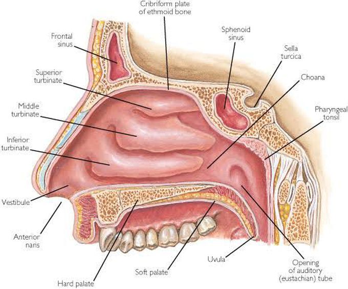 Nose Anatomy