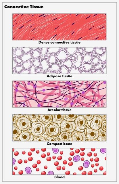 Connective tissue - MEDizzy