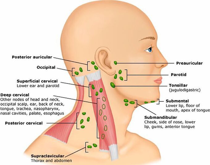 Lymph nodes of head and neck
