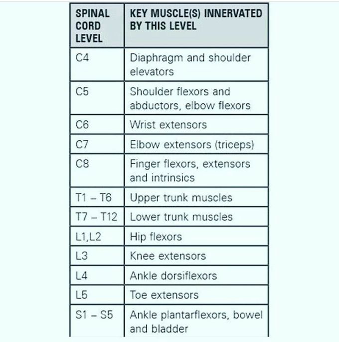 Spinal Cord Levels