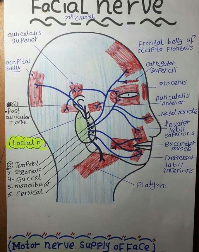 Facial muscle