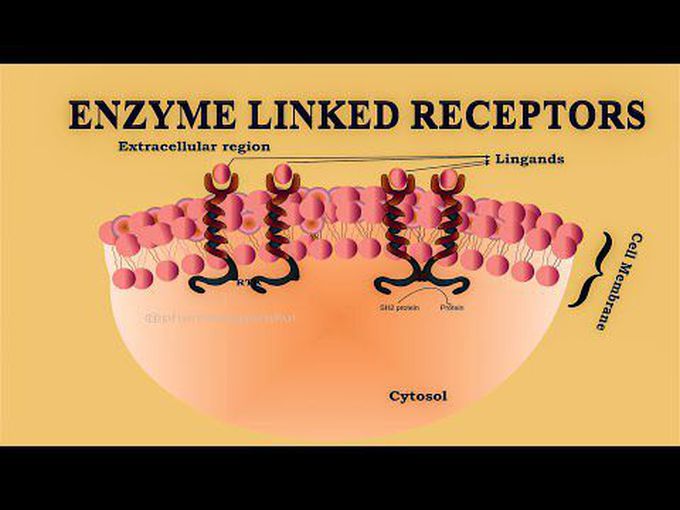 Transmembrane enzyme-linked receptors