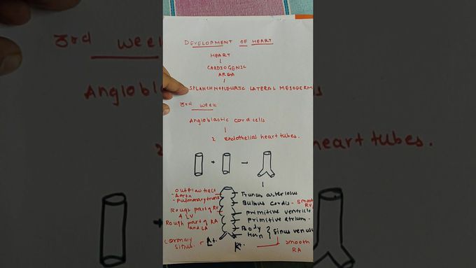 Development of heart anatomy