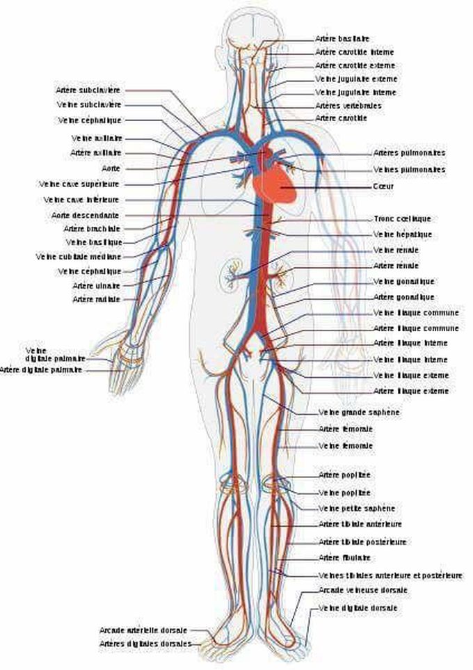 Circulation