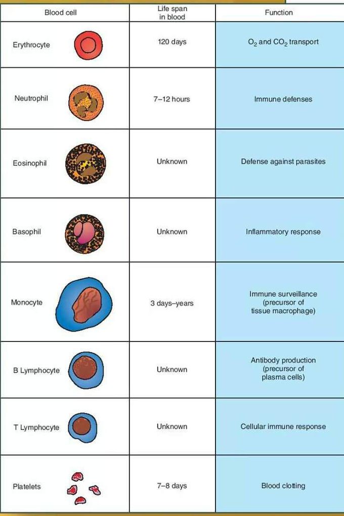 Physiology