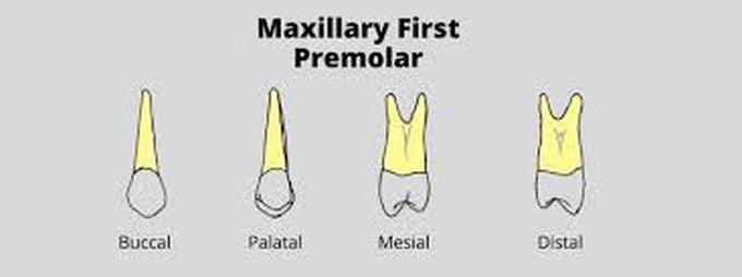 Maxillary first premolar roots