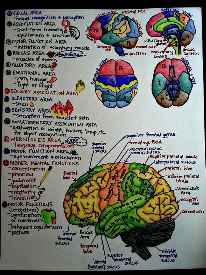 brain