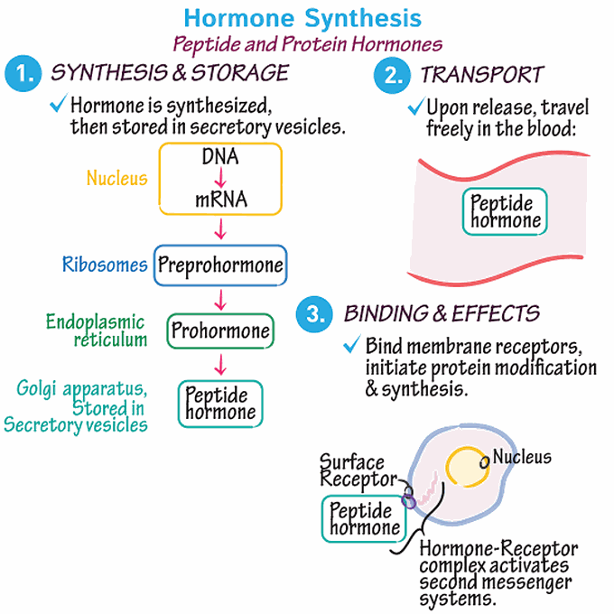 Hormone Synthesis