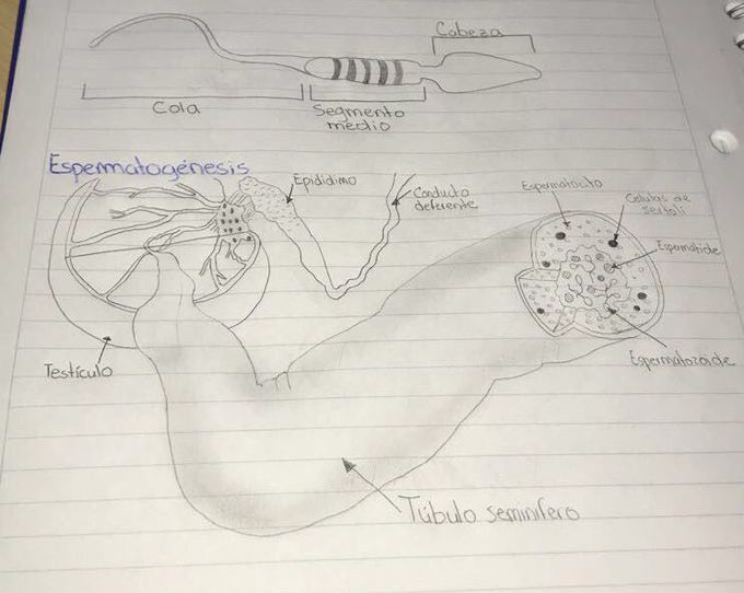 Espermatogénesis