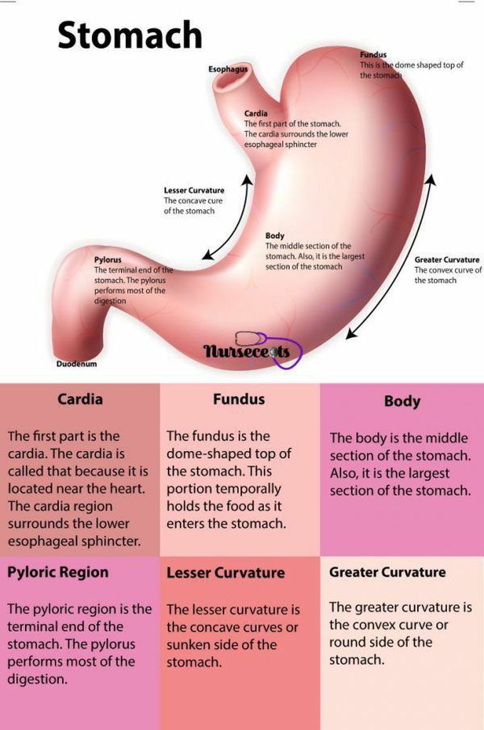 Stomach