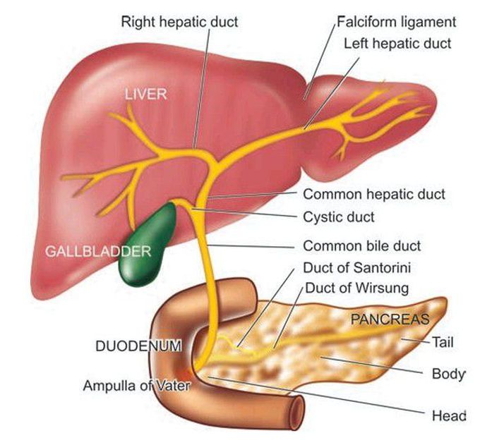 Anatomy of liver