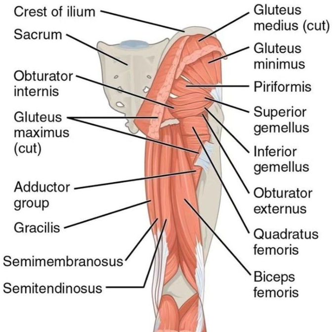 Muscles Of The Lower Limb