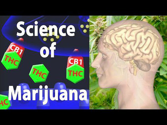 Effects of Marijuana on the Brain