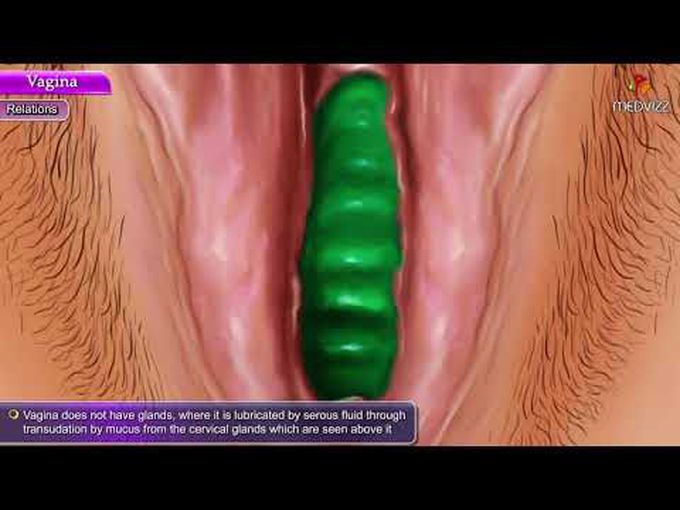 The Vagina in Detail