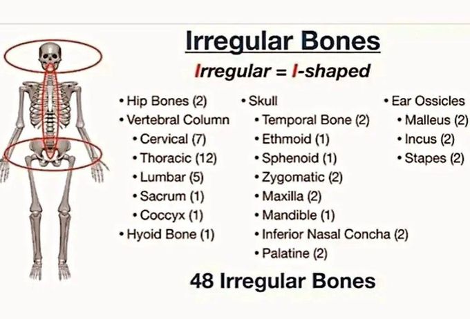 Irregular Bones