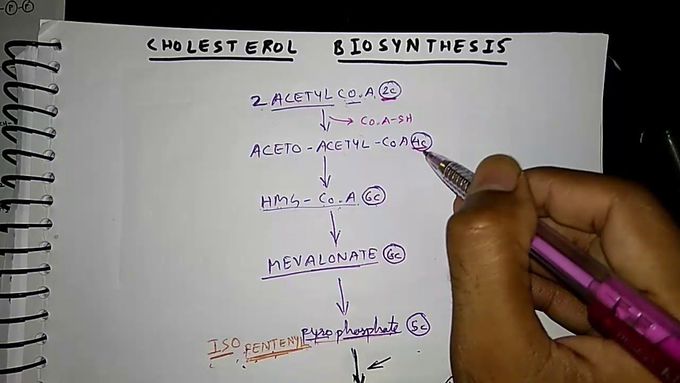 Cholesterol Biosynthesis