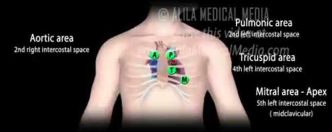 4 areas of thorax to listen heart sounds