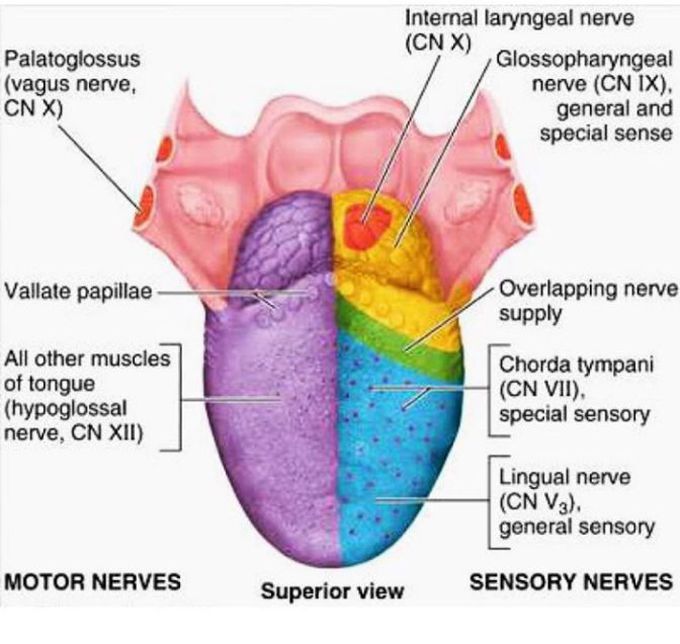 Tongue's innervation