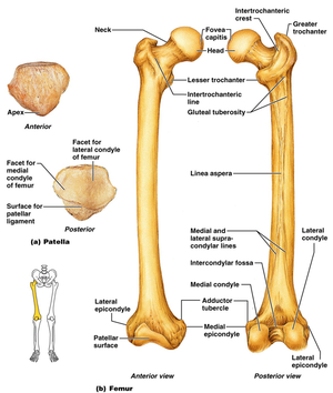 ANATOMY OF FEMUR - MEDizzy