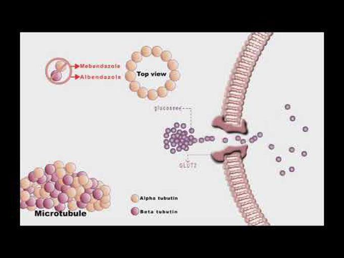 Mebendazole and Albendazole in Action- An animated approach