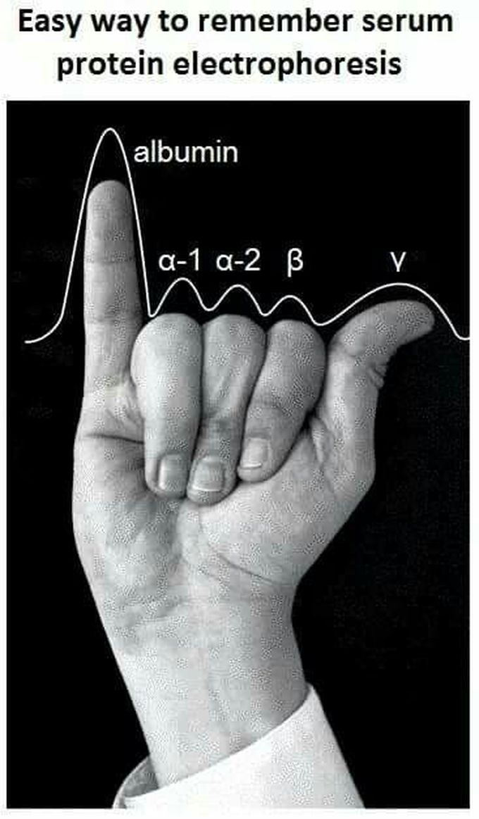 Protein Electrophoresis