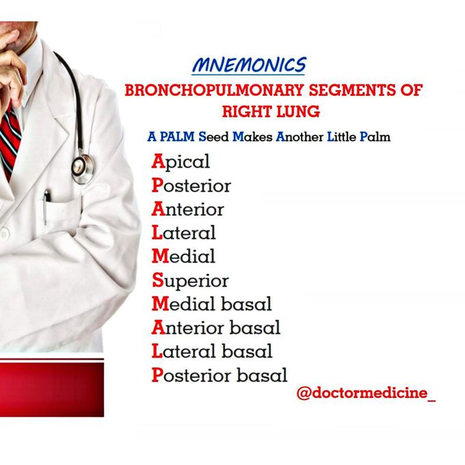 Anatomy mnemonics