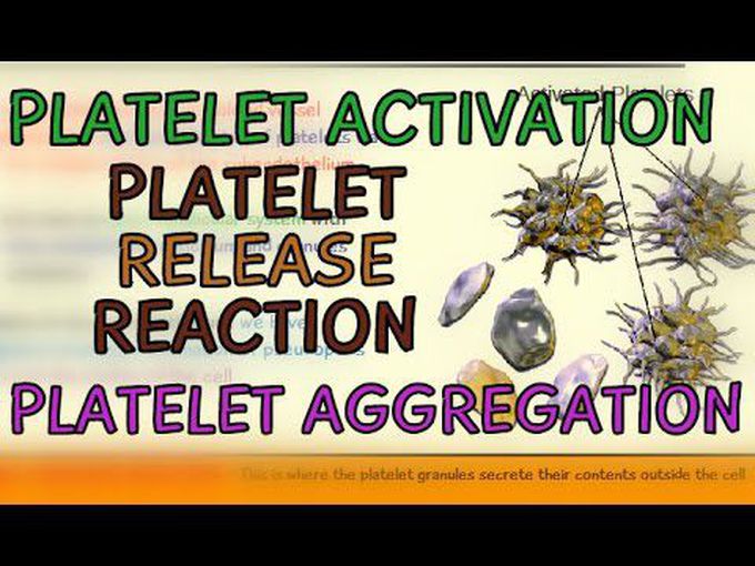 Platelet activation review
