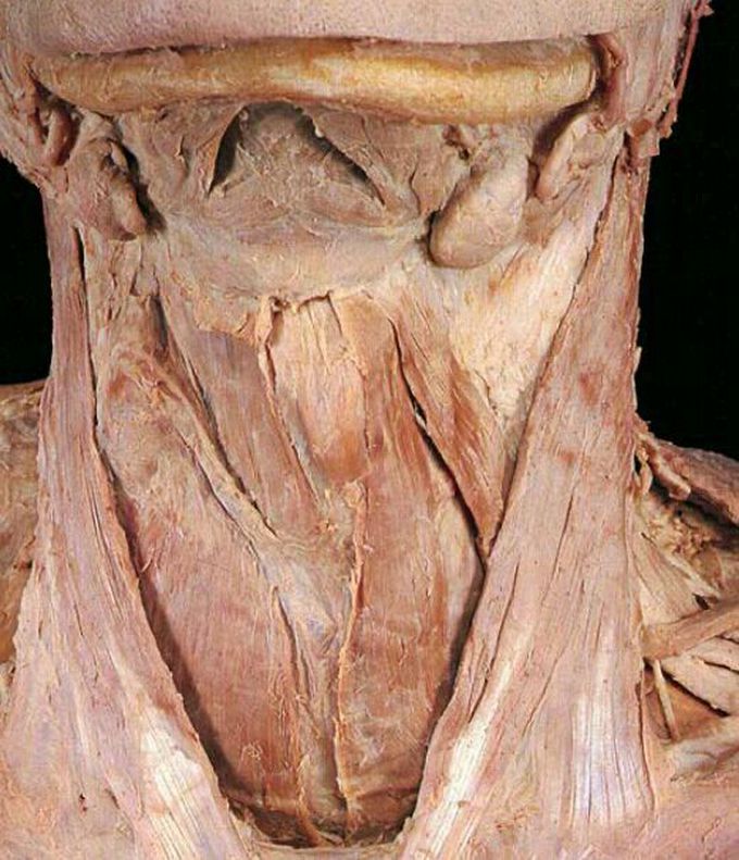 Muscles of the neck