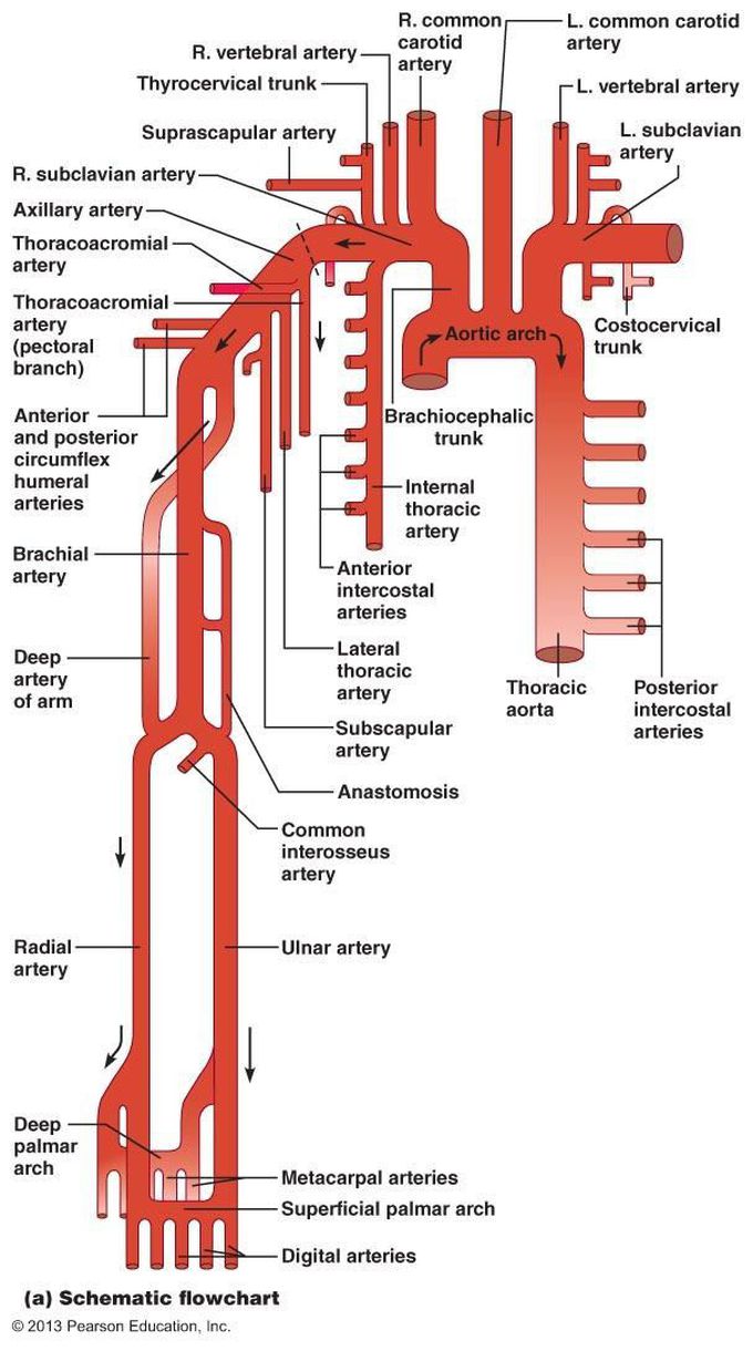 Systemic flow chart