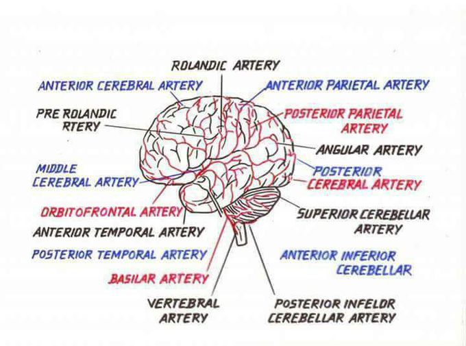 Arteries of the Brain
