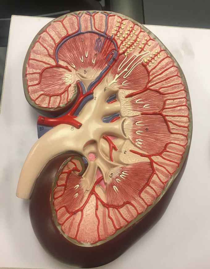 Kidney Model