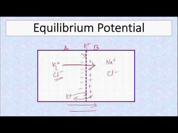 Equilibrium Potential - Nernst Equation