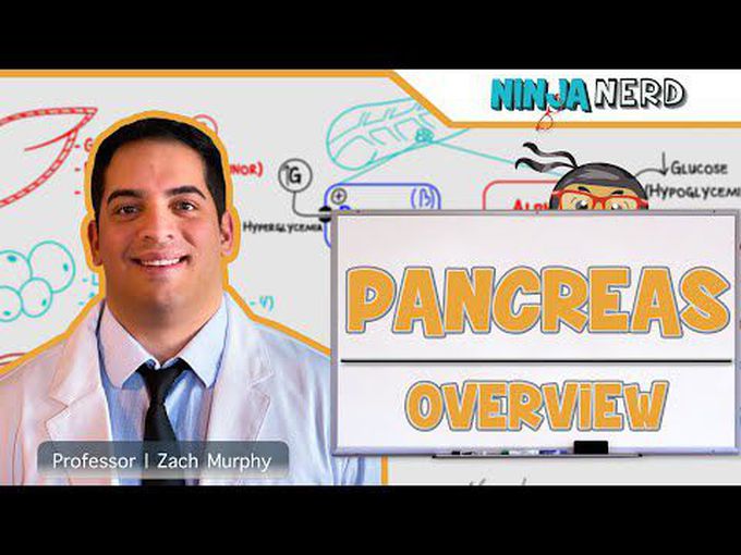 Overview of Pancreas