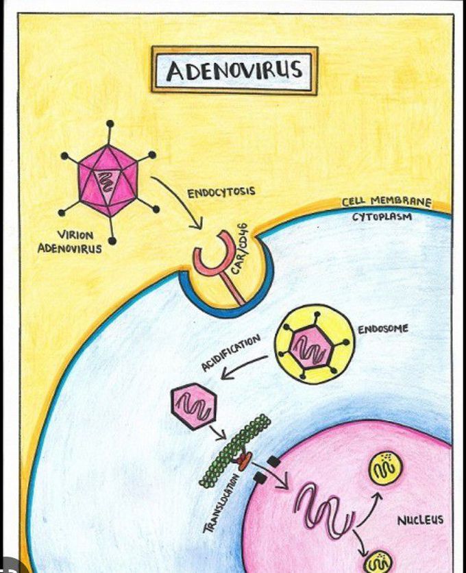How Adenoviral infection can spread?