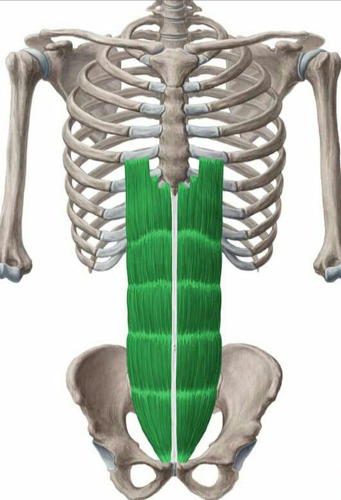 Identify the muscle